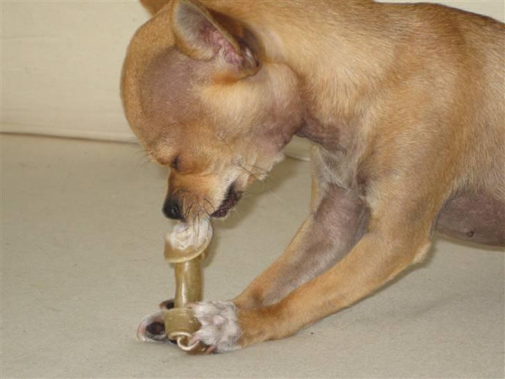 Chihuahua Gucci billede 4