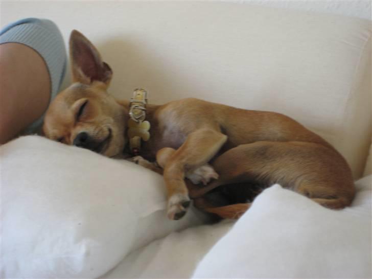 Chihuahua Gucci billede 5