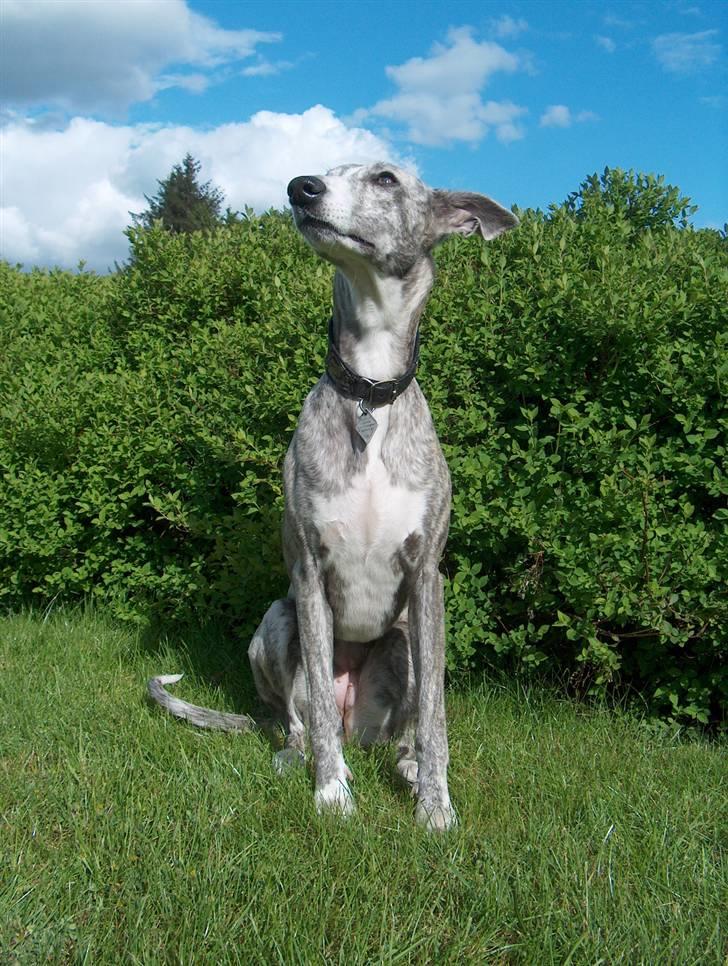 Whippet Sea Leopards`ndeed Neala - Maj 08 billede 16