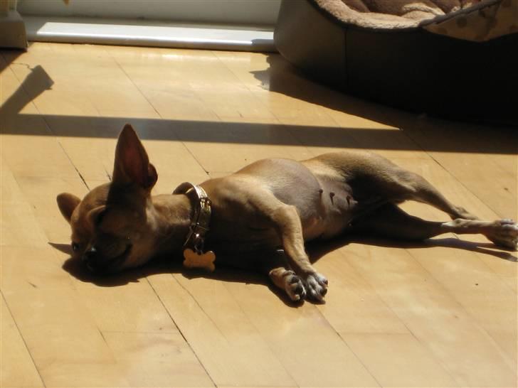 Chihuahua Gucci billede 6