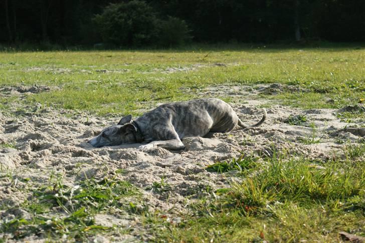 Whippet Sea Leopards`ndeed Neala - Virker camouflagen? billede 17