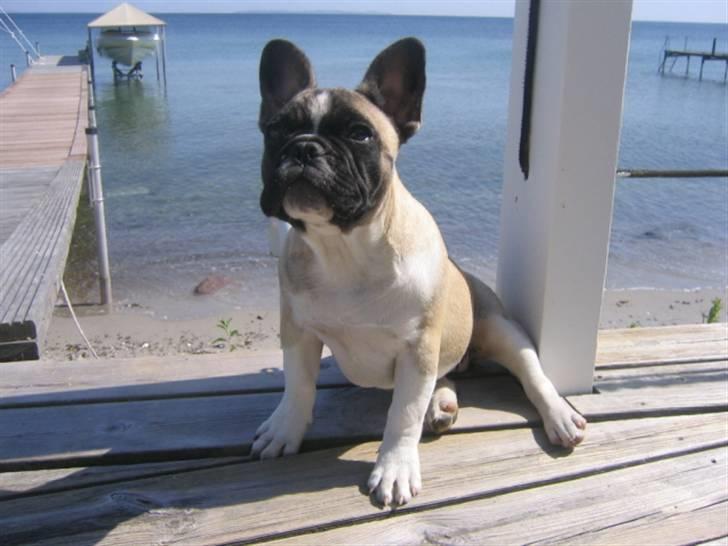 Fransk bulldog Alma Rosina billede 10