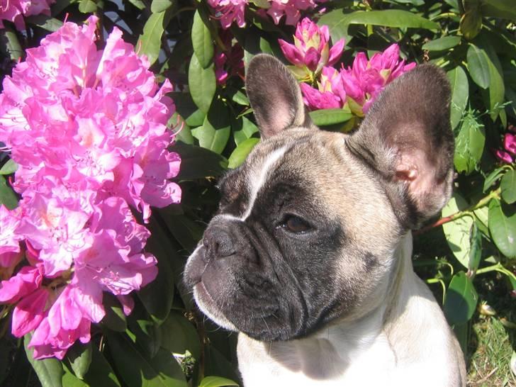 Fransk bulldog Alma Rosina billede 11