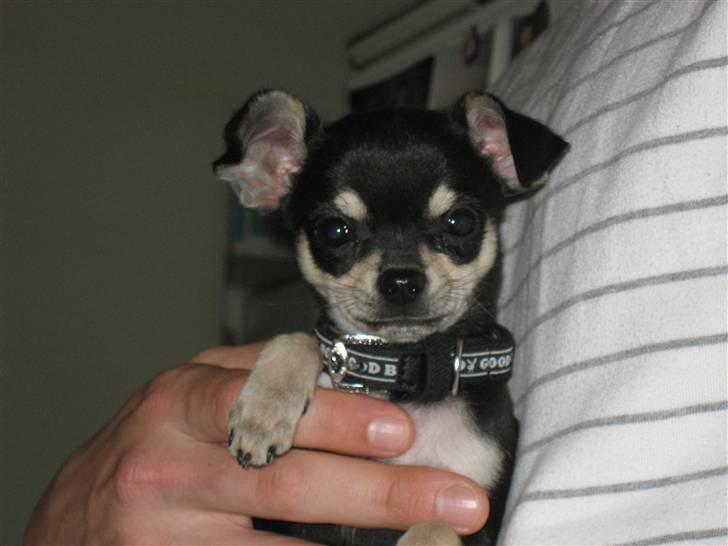 Chihuahua G-star billede 1