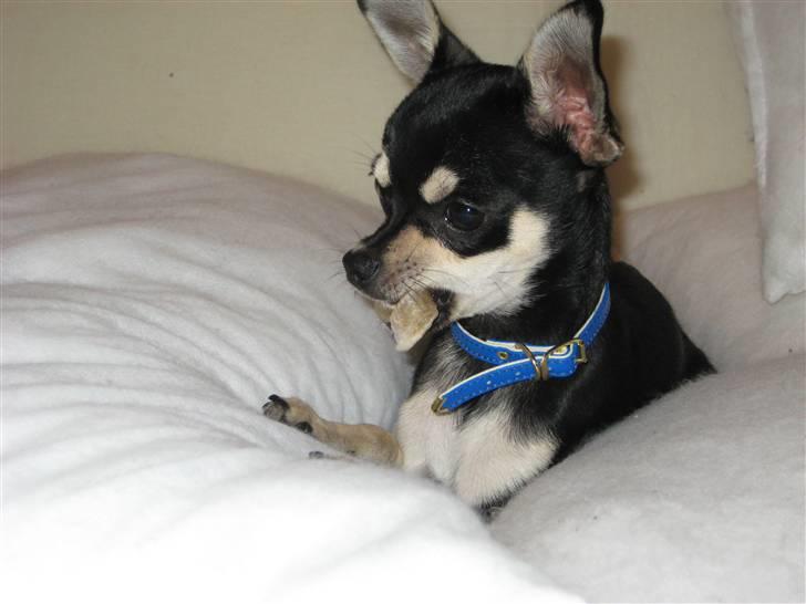 Chihuahua G-star billede 2