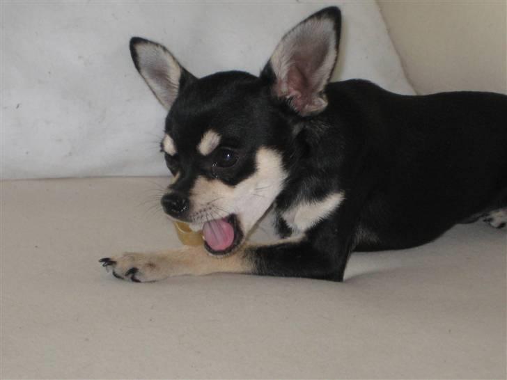 Chihuahua G-star billede 3