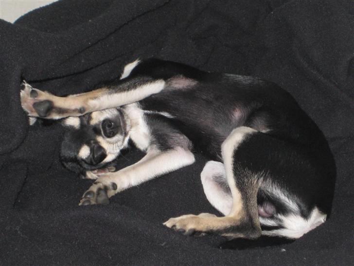 Chihuahua G-star billede 4