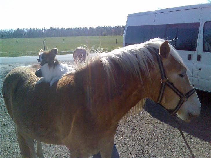 Papillon Gizmo R.I.P. - Gizmo får lige en ridetur på hans gode ven, min Haflinger vallak Arion (kan ses på hestegalleri) sommer 2007 billede 13