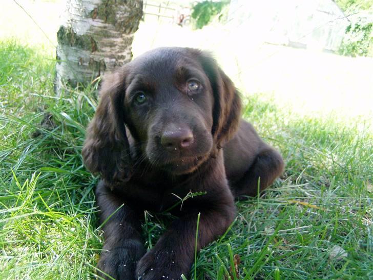 Langhåret hønsehund Wysiwyg O Freja - Kigger :D billede 6