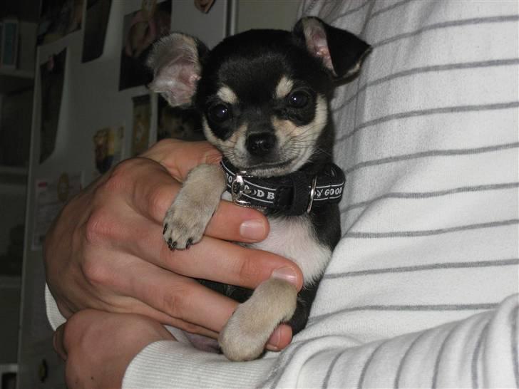 Chihuahua G-star billede 5