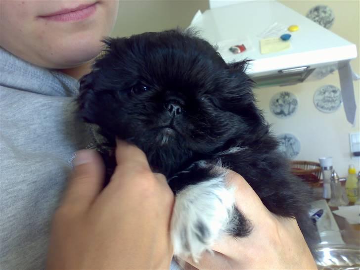 Pekingeser Max - har lige fået ham....NÅHH.... billede 1