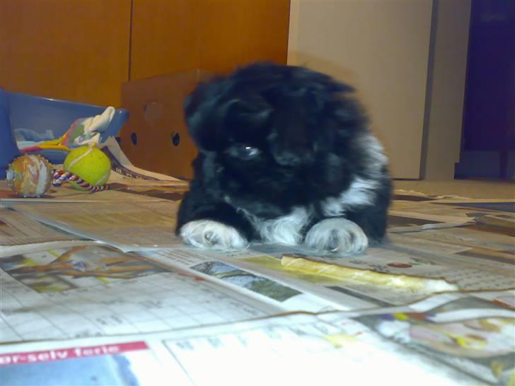 Pekingeser Max - stadig lille hehe billede 2