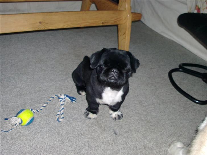 Pekingeser Max - ka i li min nye frits billede 3