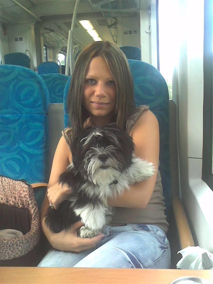 Lhasa apso Joey - Halløj, ska´ vi smile til fotografen mor?? billede 14