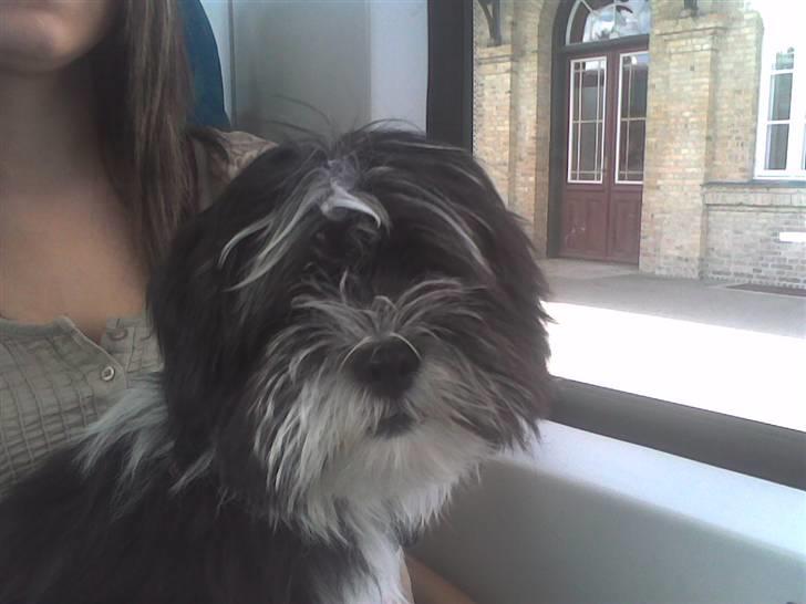 Lhasa apso Joey - Hvaaaaa.....er vi der snart??? billede 15