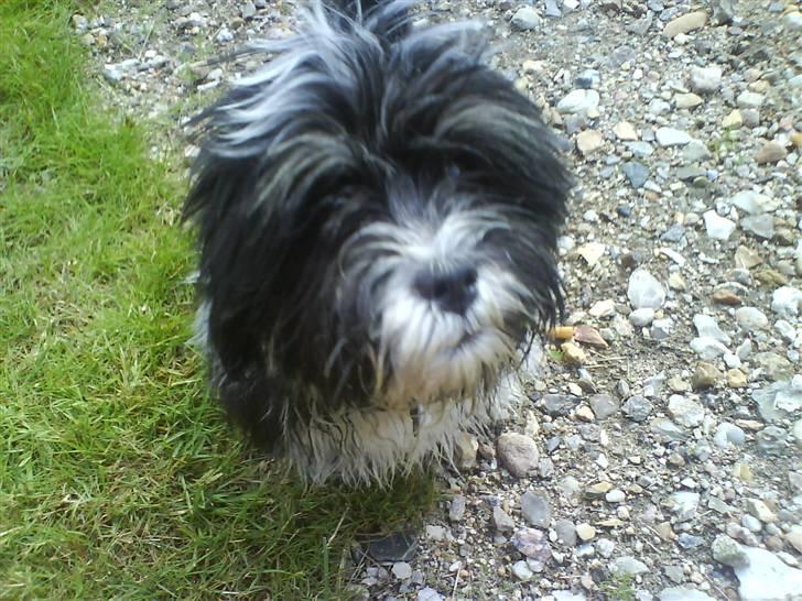 Lhasa apso Joey - Ja, sådan kan jeg også se ud efter en "svømmetur" i en mudder/vandpyt hihi... billede 16