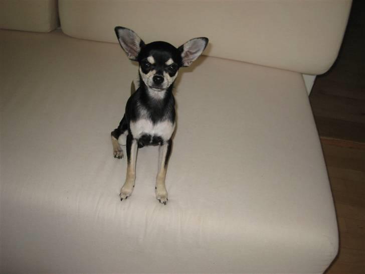 Chihuahua G-star billede 6