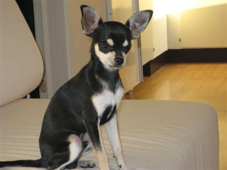 Chihuahua G-star billede 7