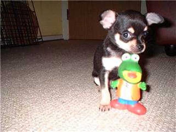 Chihuahua G-star billede 8