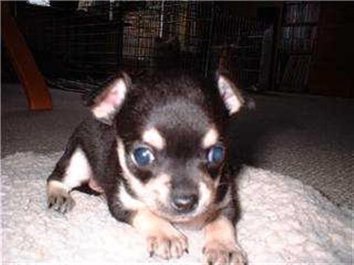 Chihuahua G-star billede 9