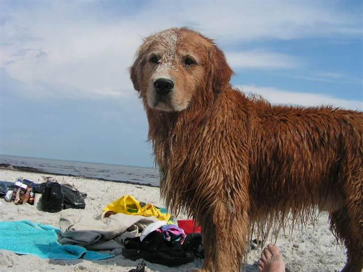 Golden retriever Samson - Har lige leget i sand billede 1