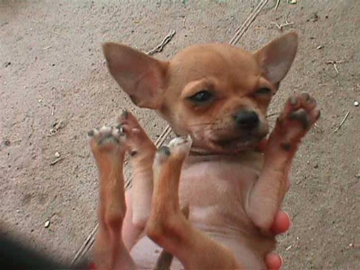 Chihuahua Gucci billede 7