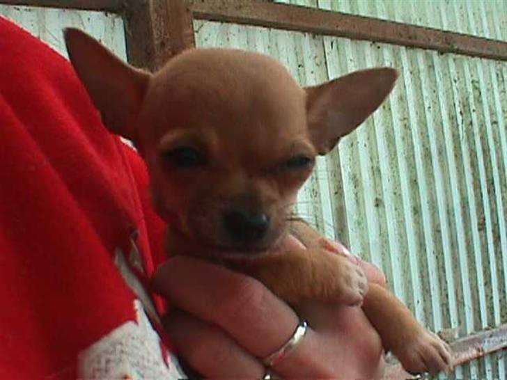 Chihuahua Gucci billede 8