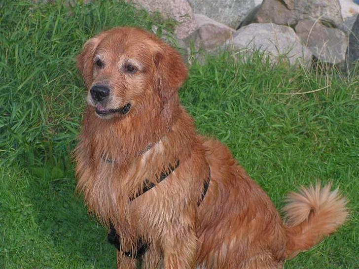 Golden retriever Samson - Dejligt grønt billede 2