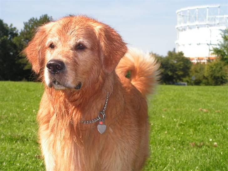 Golden retriever Samson - Hvor blev mor af ? billede 3