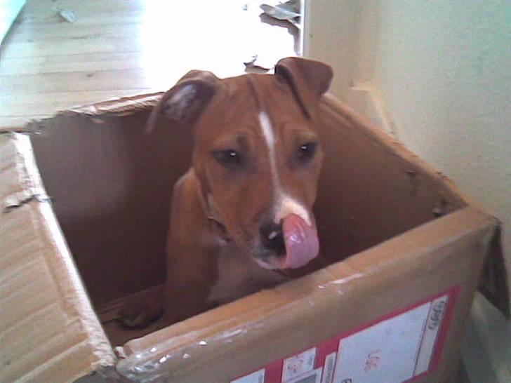 Amerikansk staffordshire terrier Nellie - yndlings papkassen billede 10