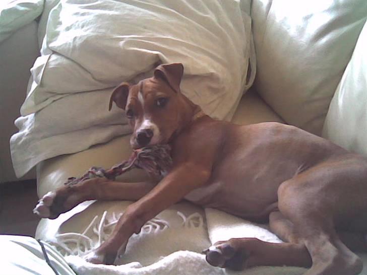 Amerikansk staffordshire terrier Nellie - vil du noget?? billede 11