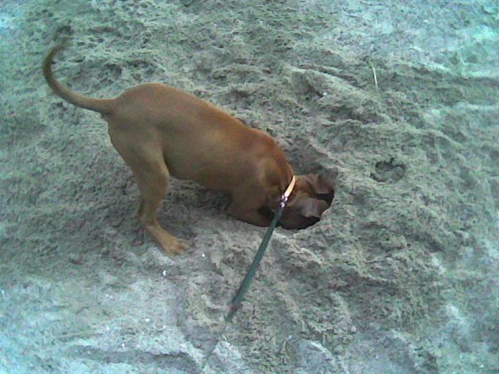 Amerikansk staffordshire terrier Nellie - jeg er der næsten!! billede 12