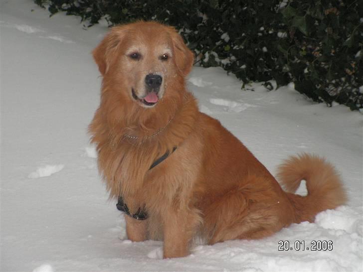 Golden retriever Samson - Jeg elsker sne og vand billede 4