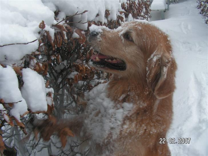 Golden retriever Samson - er der mon mere sne her ? billede 5