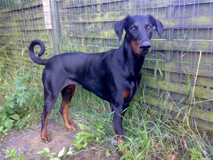 Dobermann Jotunheim´s Drome "Diser" billede 16