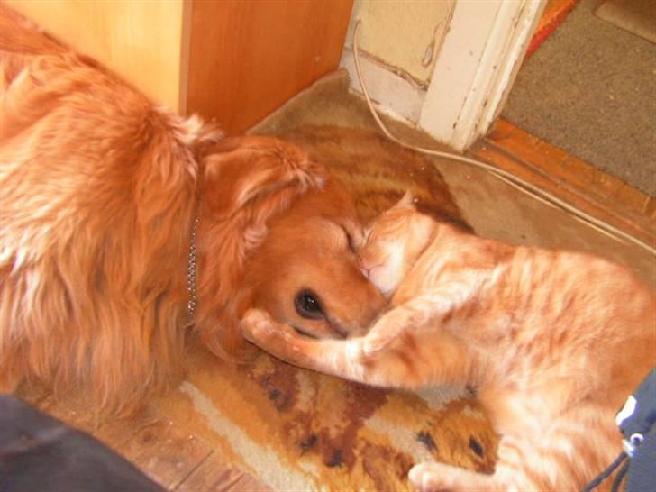 Golden retriever Samson - Katten er en af mine bedste venner billede 6