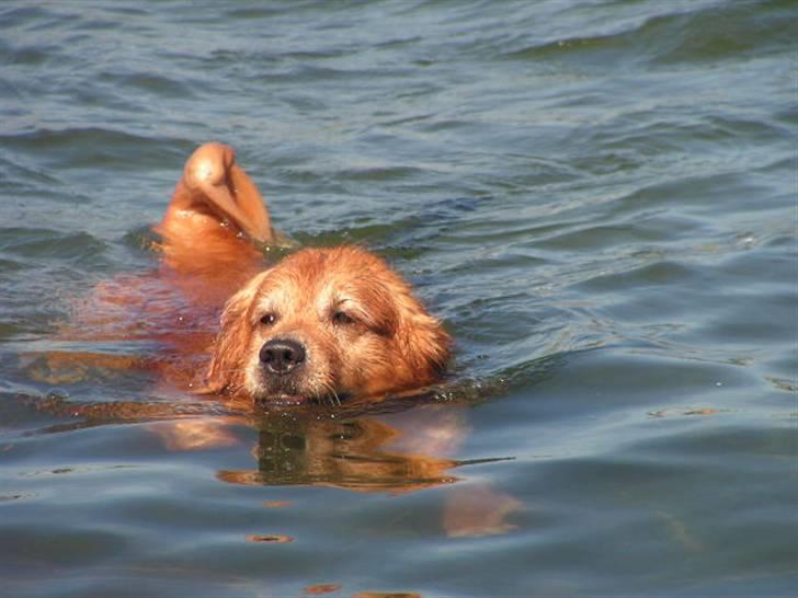 Golden retriever Samson - Vand er bare sagen i varmen billede 7
