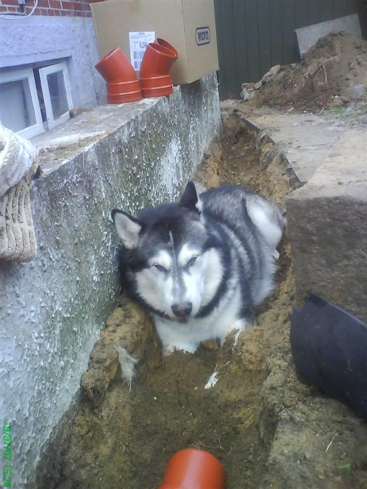 Alaskan malamute Malic *RIP* - Vil helst være hvor far er billede 14