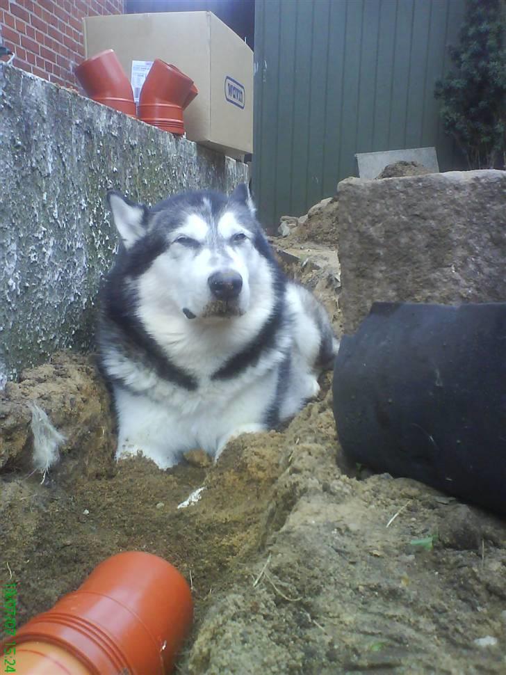 Alaskan malamute Malic *RIP* - Prøver jo bare at hjælpe :-) billede 15