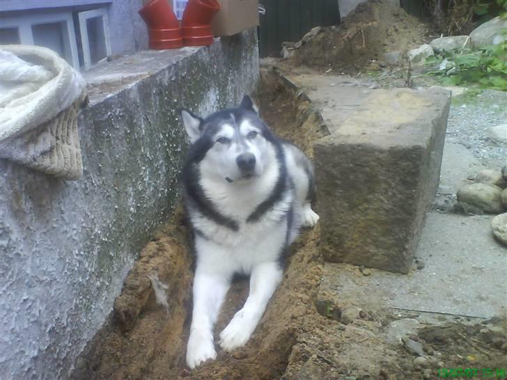 Alaskan malamute Malic *RIP* - Men det er ikke mig der har løftet den stooore sten... billede 16