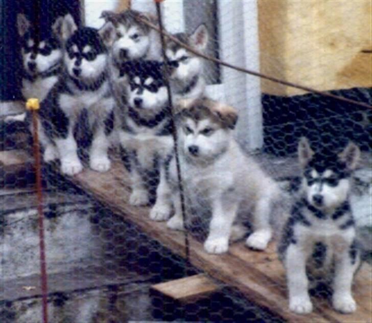 Alaskan malamute Malic *RIP* - Hell´s Angels :-) billede 17