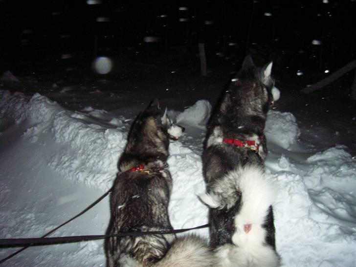 Alaskan malamute Malic *RIP* - Er der nogen derude billede 18