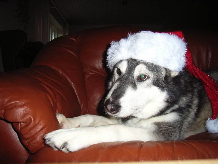 Alaskan malamute Bailey - Hvorfoooooor billede 14