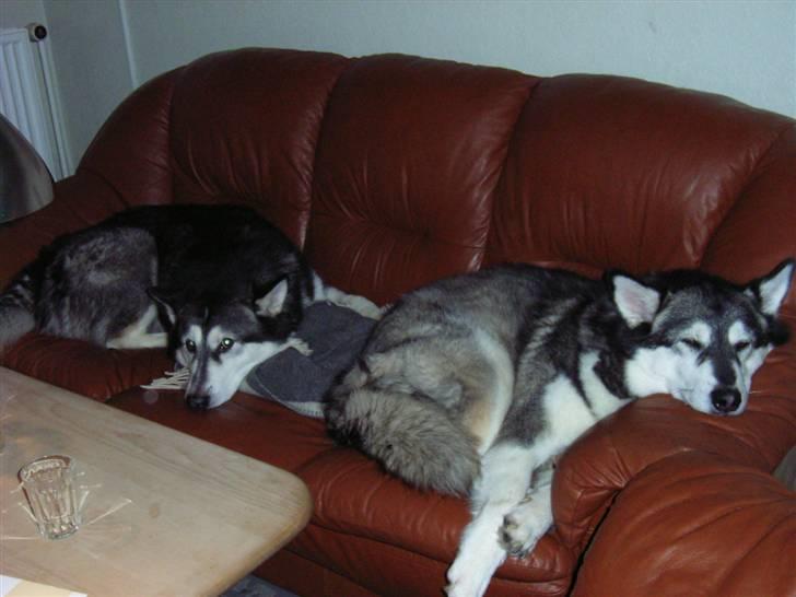 Alaskan malamute Bailey - Dejligt at slænge sig i sofaen billede 15