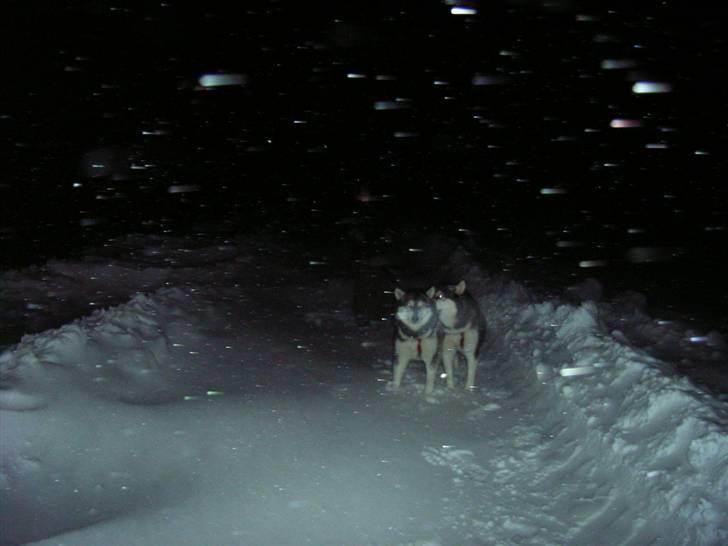 Alaskan malamute Bailey - Hej Far...... Ja mor kommer bagved ....  billede 16