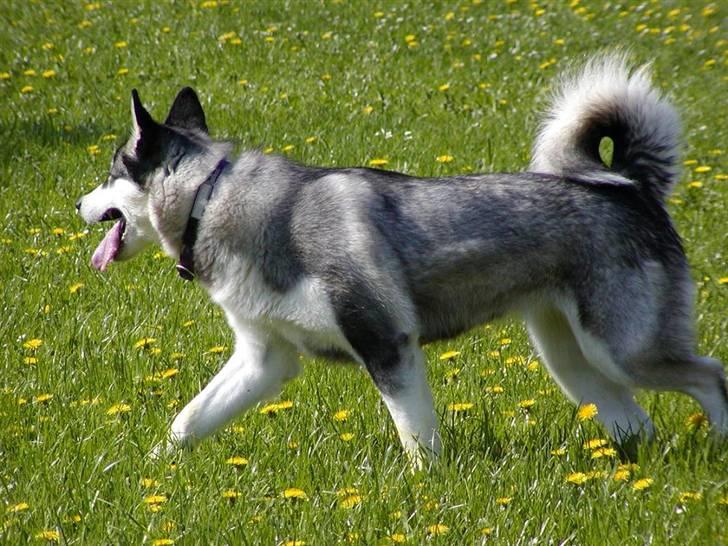 Alaskan malamute Bailey - i trav billede 17