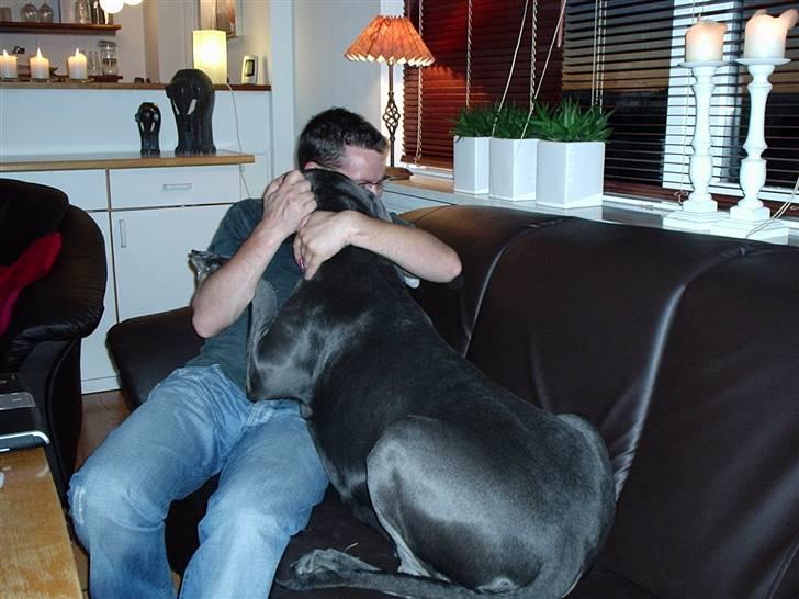 Grand danois BLUE TEMPTATION'S HOPE - hygge krammer efter at have været alene hjemme i hele 2 TIMER....... billede 17