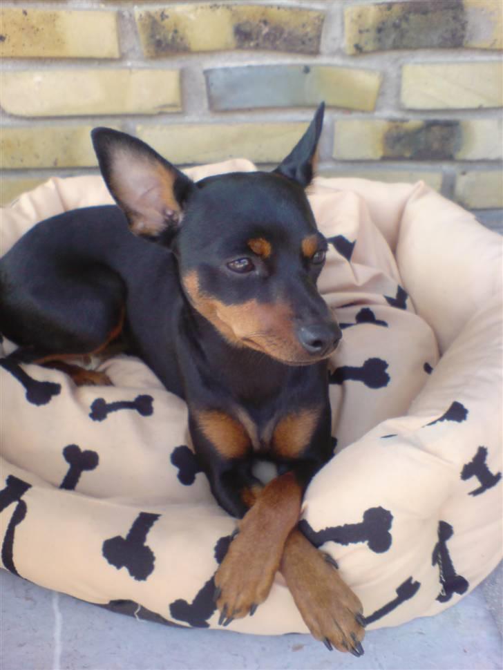 Dvaergpinscher Baby Neela *Kiwa* - smukkedukke der nyder det dejlige vejr billede 17