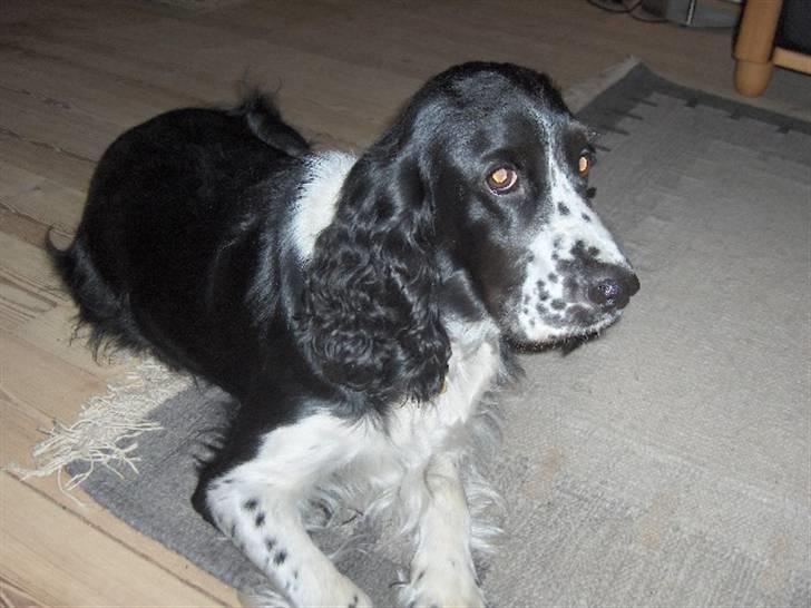 Cocker spaniel Molly billede 1
