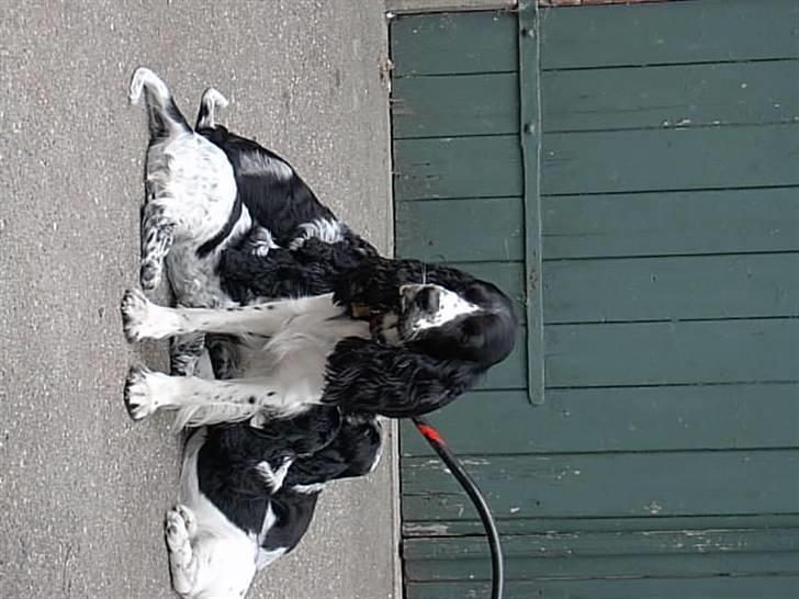 Cocker spaniel Molly billede 2